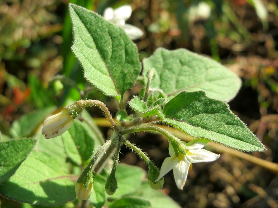 Schwarzer Nachtschatten (Solanum nigrum) bei Neulußheim