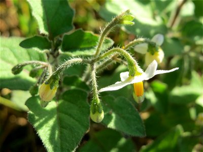 Schwarzer Nachtschatten (Solanum nigrum) bei Neulußheim