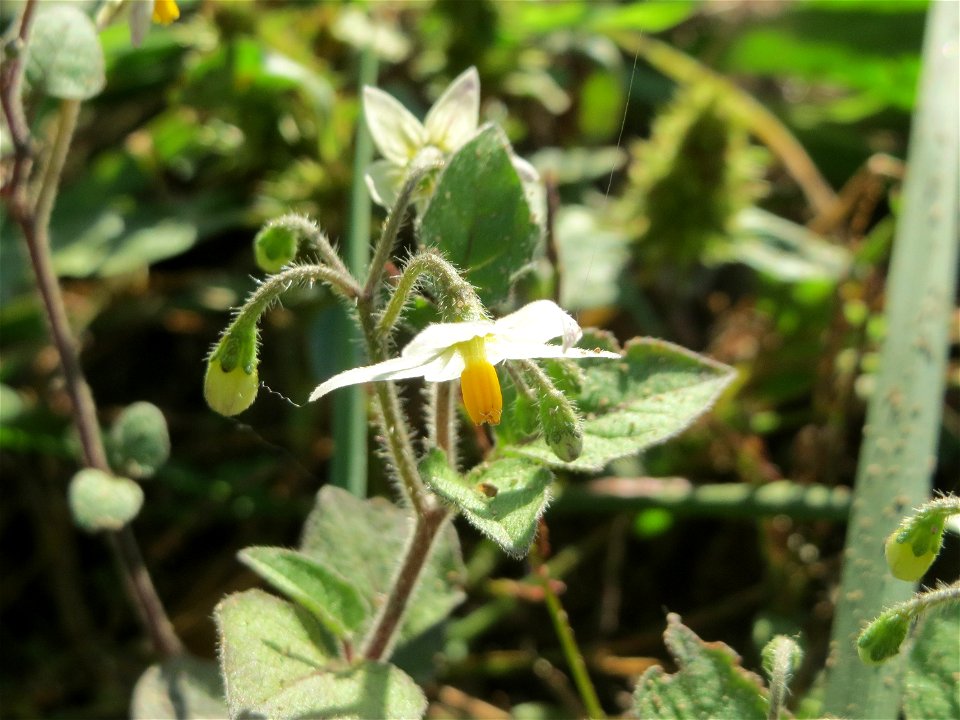 Schwarzer Nachtschatten (Solanum nigrum) bei Neulußheim