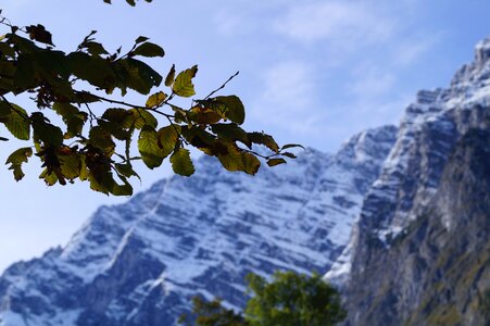Tree panorama königssee