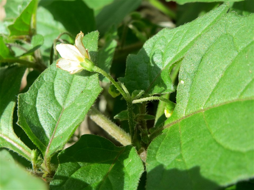 Schwarzer Nachtschatten (Solanum nigrum) in Saarbrücken