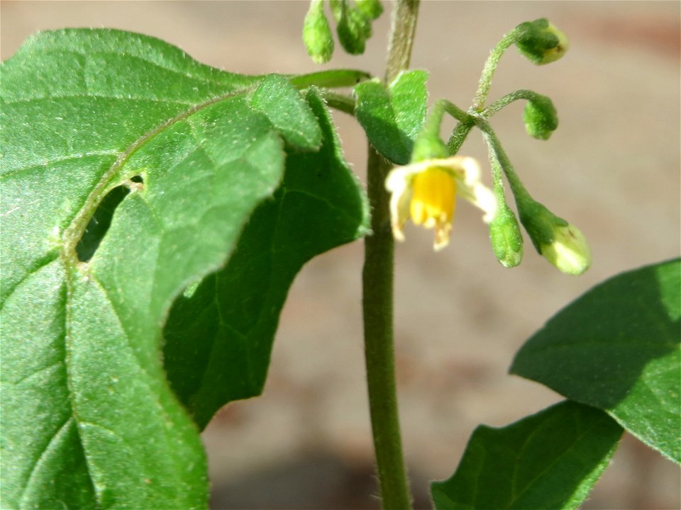 Schwarzer Nachtschatten (Solanum nigrum) in Saarbrücken