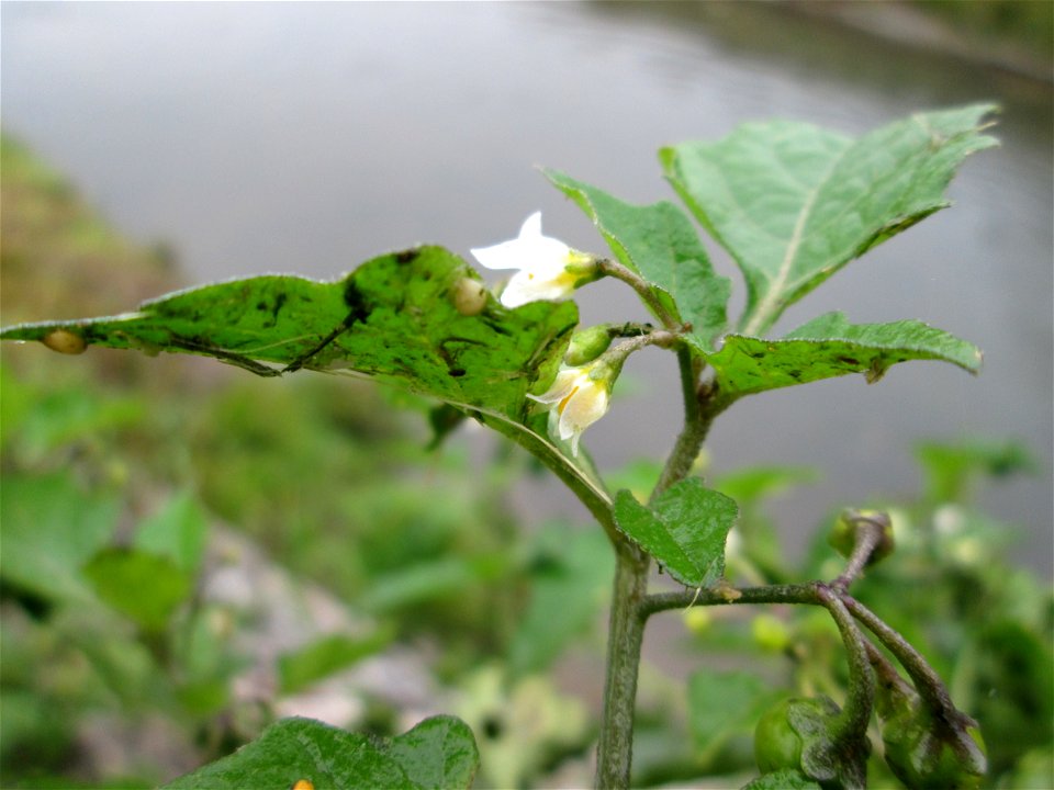 Schwarzer Nachtschatten (Solanum nigrum) am Kraichbach in Hockenheim