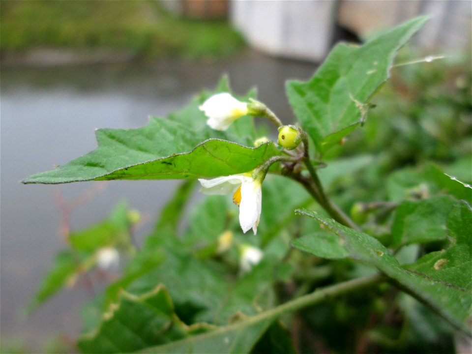 Schwarzer Nachtschatten (Solanum nigrum) am Kraichbach in Hockenheim