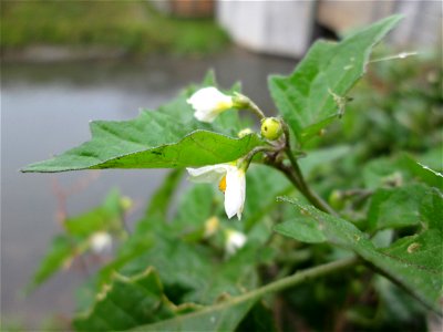 Schwarzer Nachtschatten (Solanum nigrum) am Kraichbach in Hockenheim