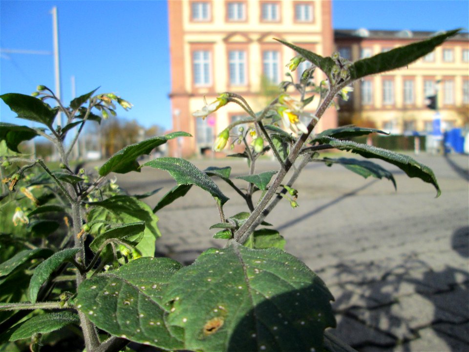 Schwarzer Nachtschatten (Solanum nigrum) beim Schloss Mannheim