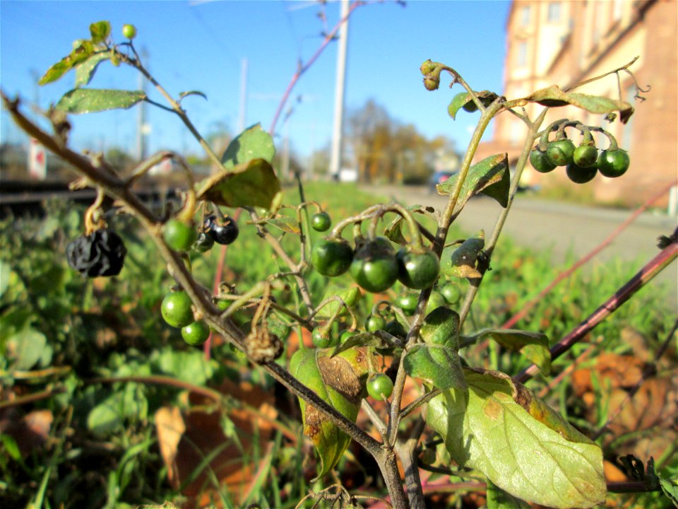 Schwarzer Nachtschatten (Solanum nigrum) beim Schloss Mannheim