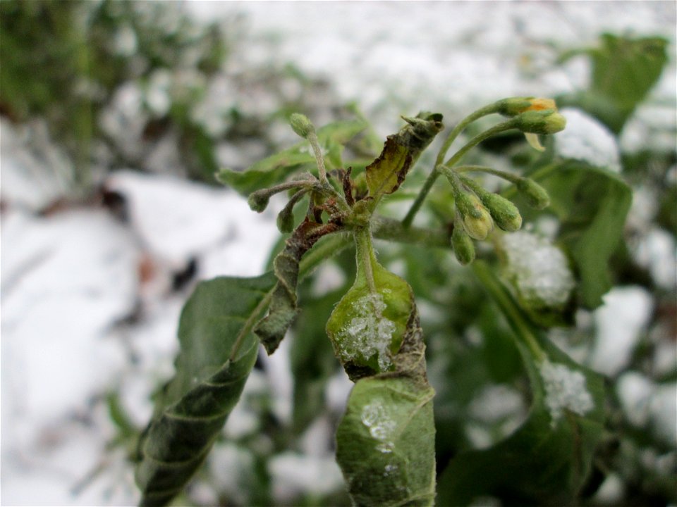 Schwarzer Nachtschatten (Solanum nigrum) am Staden in Saarbrücken