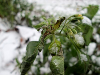 Schwarzer Nachtschatten (Solanum nigrum) am Staden in Saarbrücken