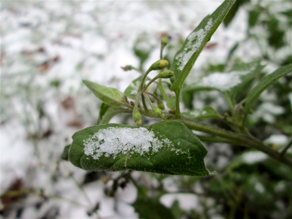 Schwarzer Nachtschatten (Solanum nigrum) am Staden in Saarbrücken