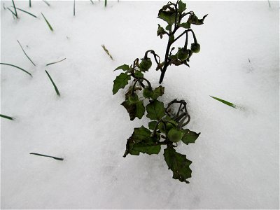 Schwarzer Nachtschatten (Solanum nigrum) an der A620 in Alt-Saarbrücken bei Neuschnee am 10. Dezember 2017