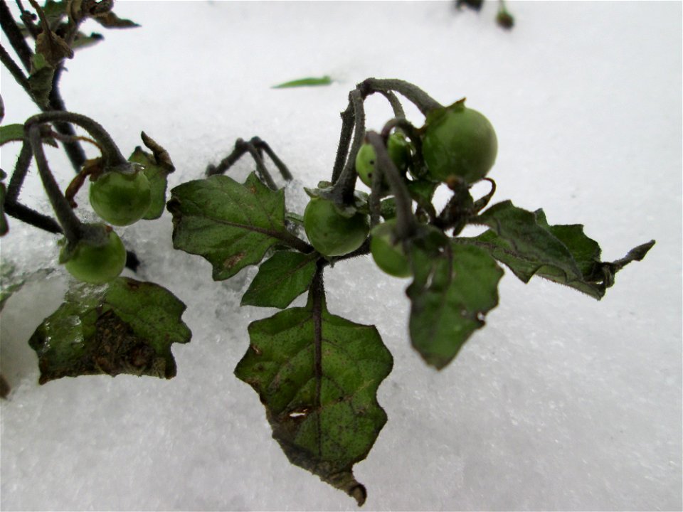 Schwarzer Nachtschatten (Solanum nigrum) an der A620 in Alt-Saarbrücken bei Neuschnee am 10. Dezember 2017