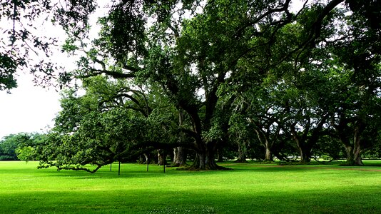 Plantation historically nature photo