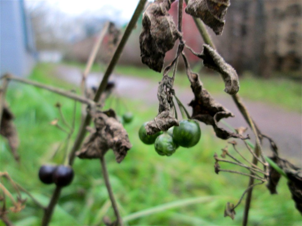 Schwarzer Nachtschatten (Solanum nigrum) in Saarbrücken