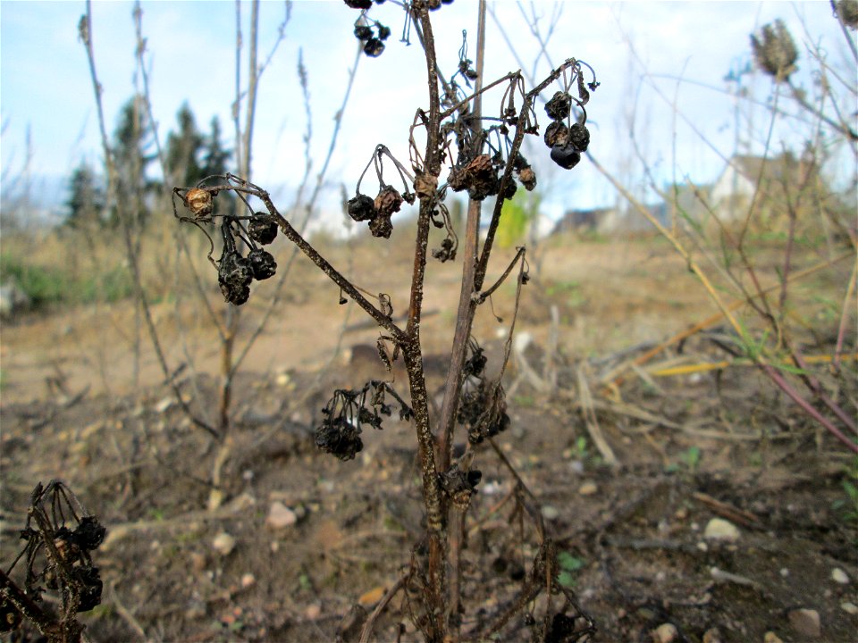 Mumienbotanik: Schwarzer Nachtschatten (Solanum nigrum) auf einem Sandplatz an der Reilinger Straße in Hockenheim