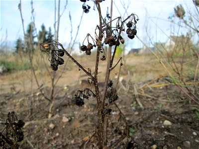 Mumienbotanik: Schwarzer Nachtschatten (Solanum nigrum) auf einem Sandplatz an der Reilinger Straße in Hockenheim