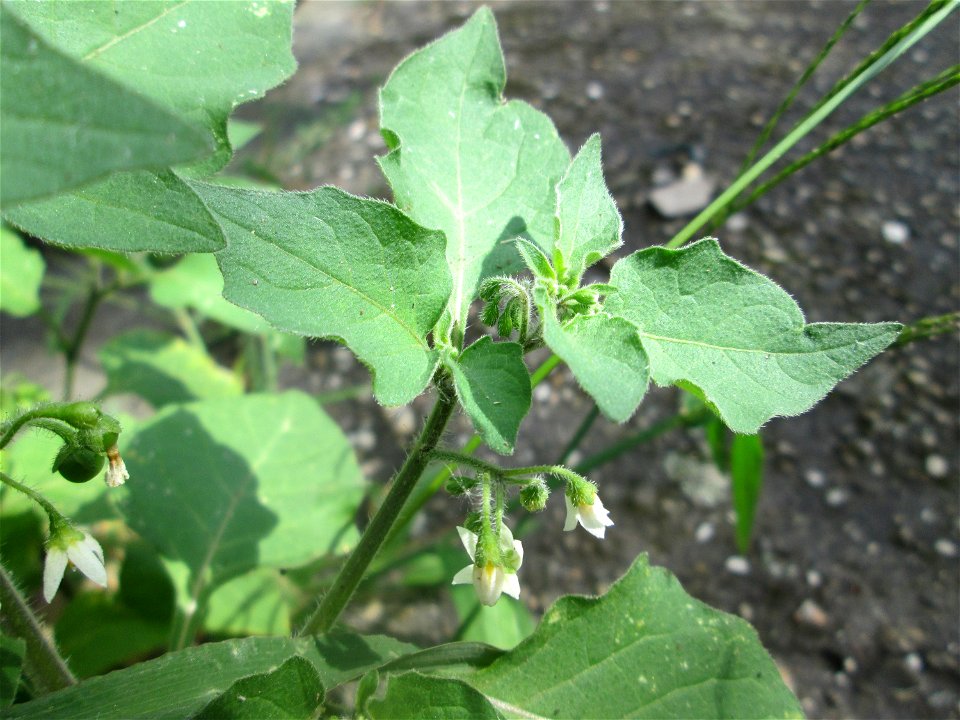 Argentinischer Nachtschatten (Solanum physalifolium) in Hockenheim