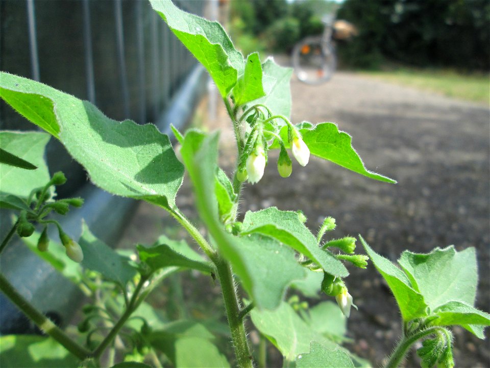 Argentinischer Nachtschatten (Solanum physalifolium) in Hockenheim