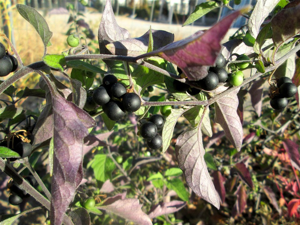 Schwarzer Nachtschatten (Solanum nigrum) auf einer sandigen Brachfläche einer Baustelle in Hockenheim