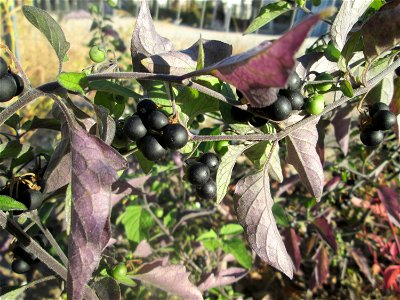 Schwarzer Nachtschatten (Solanum nigrum) auf einer sandigen Brachfläche einer Baustelle in Hockenheim