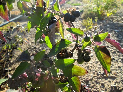 Schwarzer Nachtschatten (Solanum nigrum) auf einer sandigen Brachfläche einer Baustelle in Hockenheim