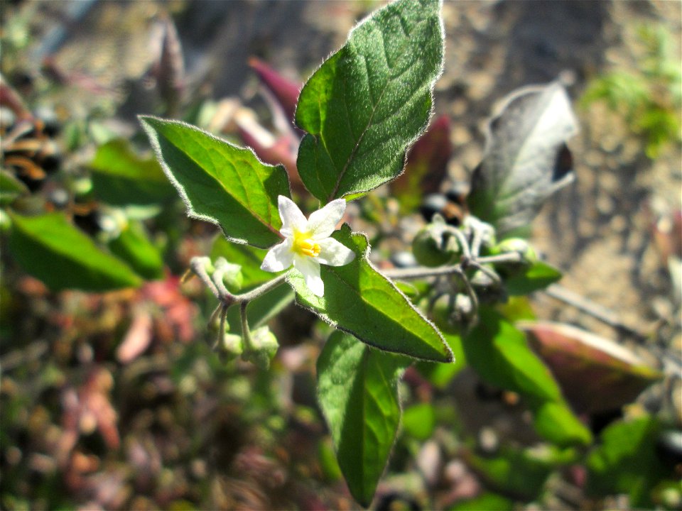 Schwarzer Nachtschatten (Solanum nigrum) auf einer sandigen Brachfläche einer Baustelle in Hockenheim