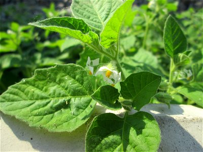 Schwarzer Nachtschatten (Solanum nigrum) am Hauptbahnhof Mannheim