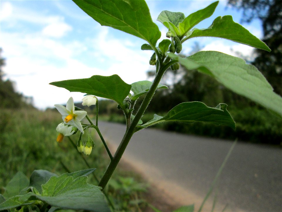 Schwarzer Nachtschatten (Solanum nigrum) an der Saaraue Grosbliederstroff