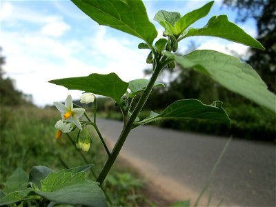 Schwarzer Nachtschatten (Solanum nigrum) an der Saaraue Grosbliederstroff
