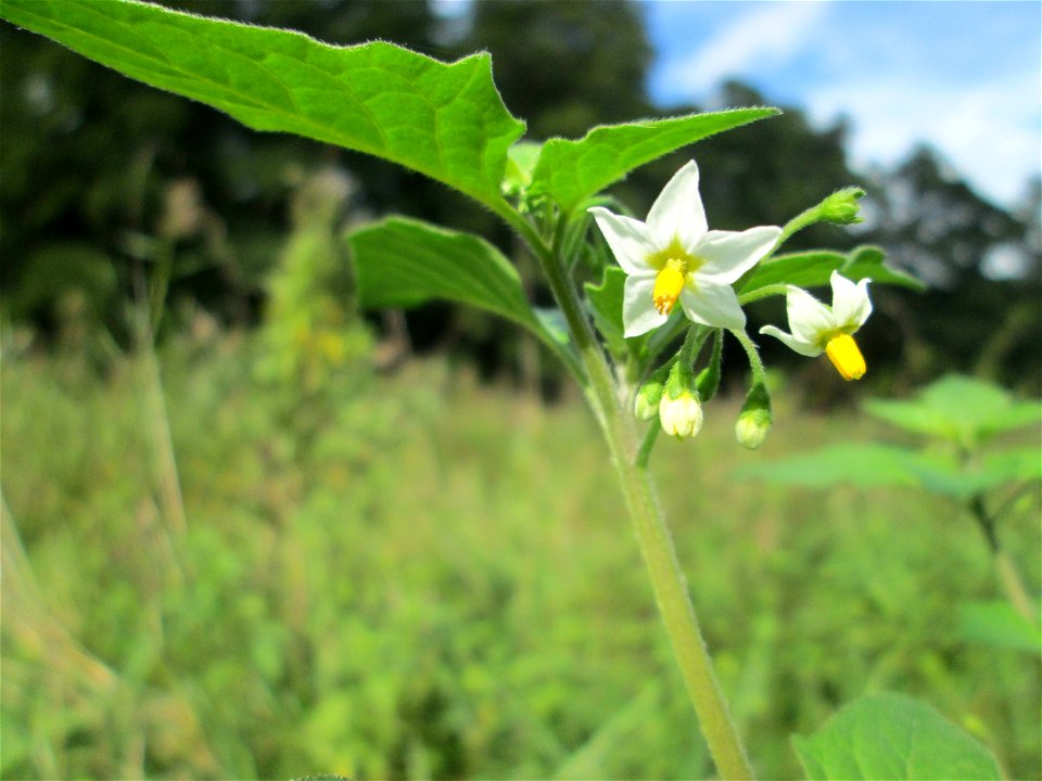 Schwarzer Nachtschatten (Solanum nigrum) an der Saaraue Grosbliederstroff