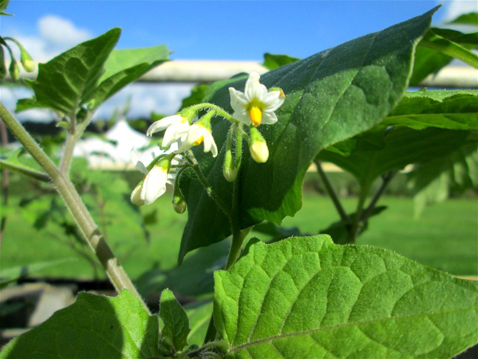 Schwarzer Nachtschatten (Solanum nigrum) in Güdingen-Unner