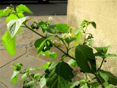 Schwarzer Nachtschatten (Solanum nigrum) in Brebach
