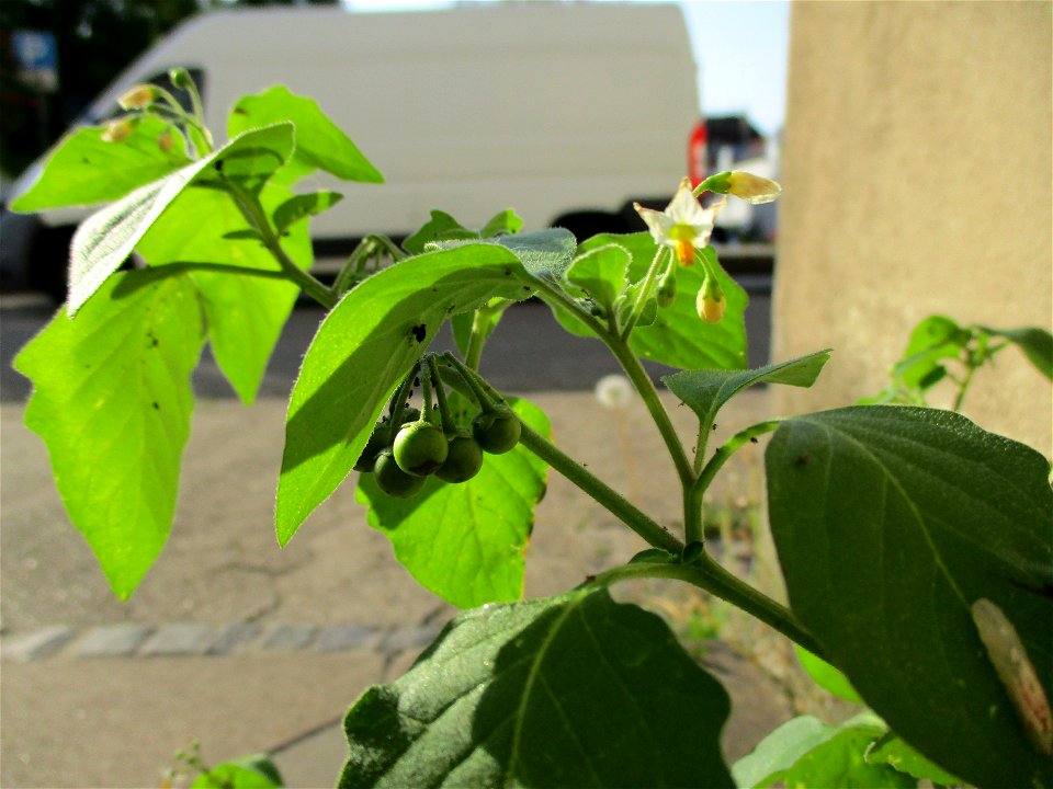 Schwarzer Nachtschatten (Solanum nigrum) in Brebach