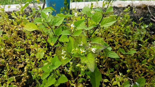 Black nightshade growing in a meadow in Cardiff, Wales