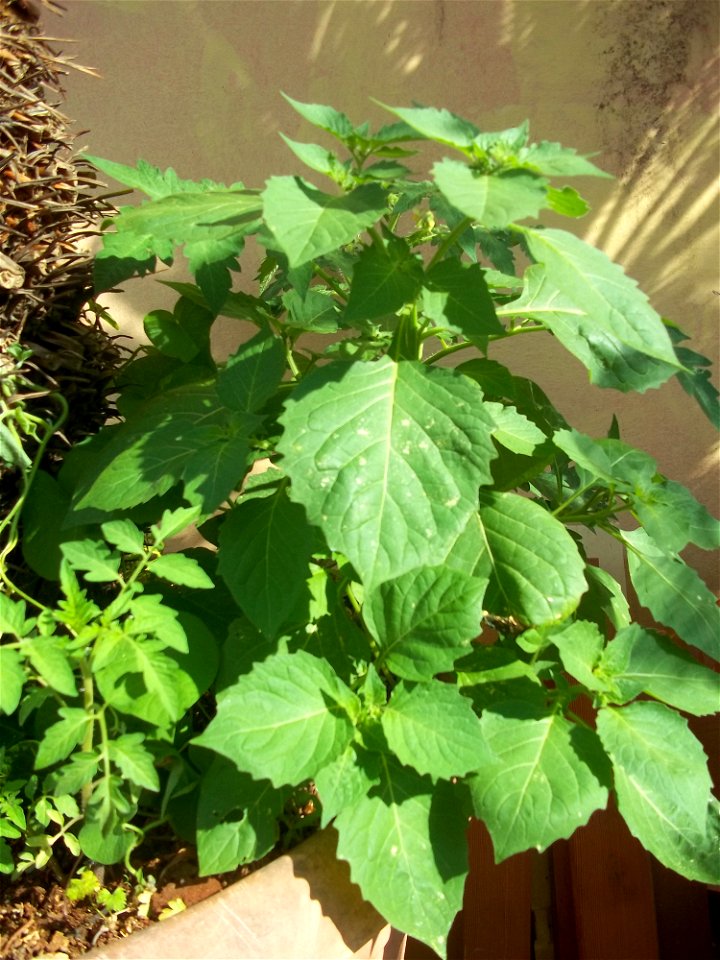 Solanum Nigrum