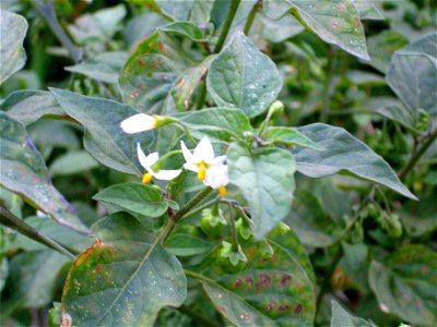 Solanum nigrum flowers and fruits close up, Dehesa Boyal de Puertollano, Spain