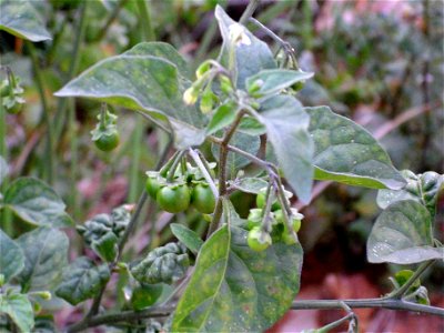 Solanum nigrum fruits close up, Dehesa Boyal de Puertollano, Spain