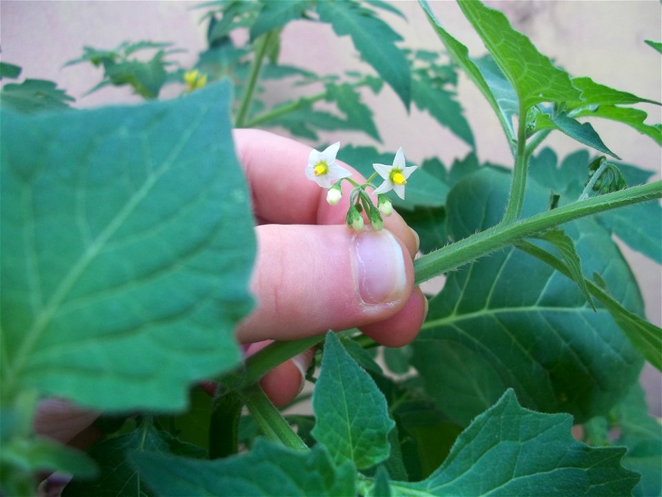 Fiori Solanum nigrum