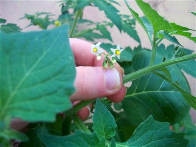 Fiori Solanum nigrum photo