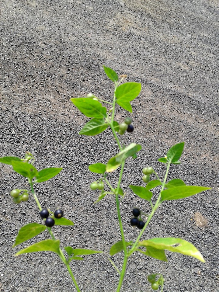 Botanical name - Solanum nigrum
Common name - Black nightshade
Medicine for lever-bulging ; treats Piles; Used to cure sex-oriented diseases.

S.Soundarapandian (talk) 07:50, 29 November 2015 (UT
