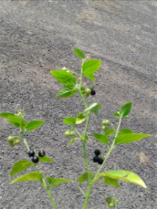 Botanical name - Solanum nigrum
Common name - Black nightshade
Medicine for lever-bulging ; treats Piles; Used to cure sex-oriented diseases.

S.Soundarapandian (talk) 07:50, 29 November 2015 (UT