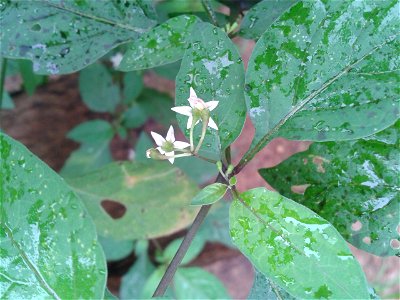 Botanical name - Solanum nigrum
Common name - Black nightshade

Medicine for lever-bulging ; treats Piles; Used to cure sex-oriented diseases.S.Soundarapandian (talk) 07:56, 29 November 2015 (UTC