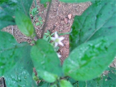 Botanical name - Solanum nigrum
Common name - Black nightshade
Medicine for lever-bulging ; treats Piles; Used to cure sex-oriented diseases.

S.Soundarapandian (talk) 08:01, 29 November 2015 (UT