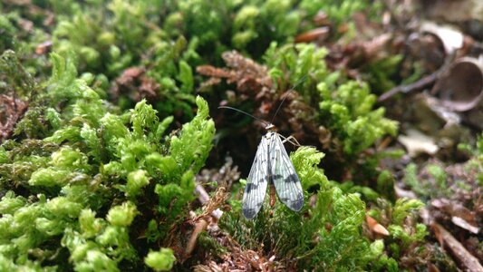 Moss nature Free photos