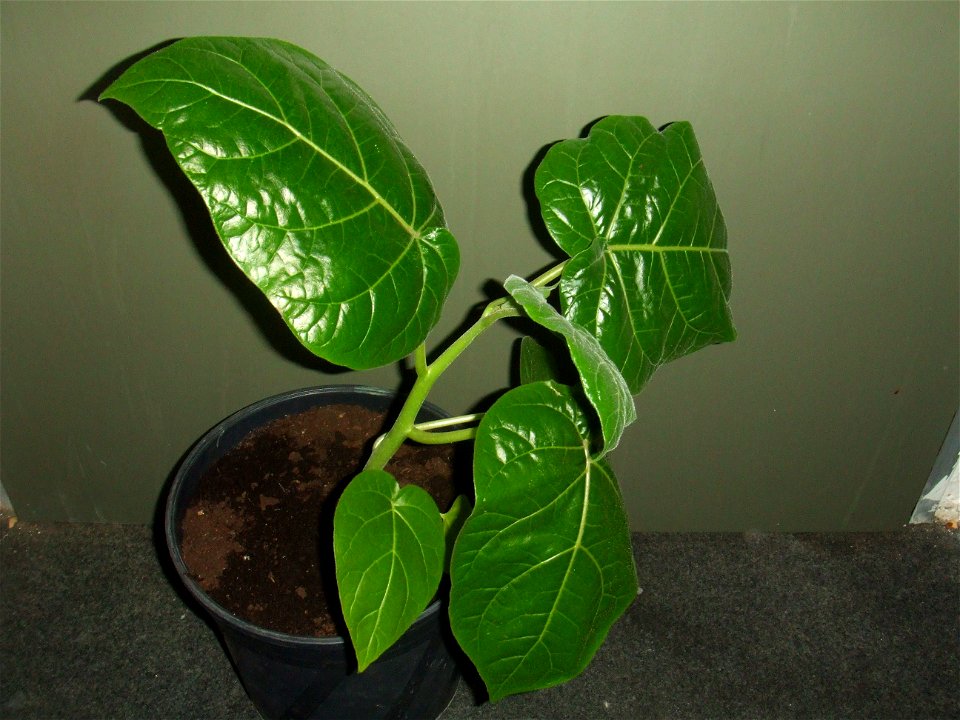 Solanum betaceum,  own collections