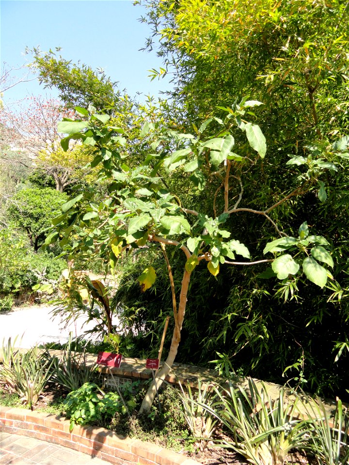 Cyphomandra betacea specimen in the Jardin botanique du Val Rahmeh, Menton, Alpes-Maritimes, France.