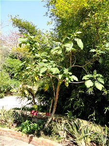 Cyphomandra betacea specimen in the Jardin botanique du Val Rahmeh, Menton, Alpes-Maritimes, France.