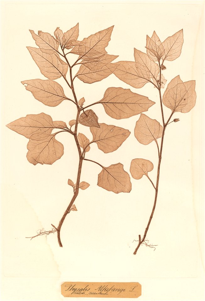 Physalis Alkekengi