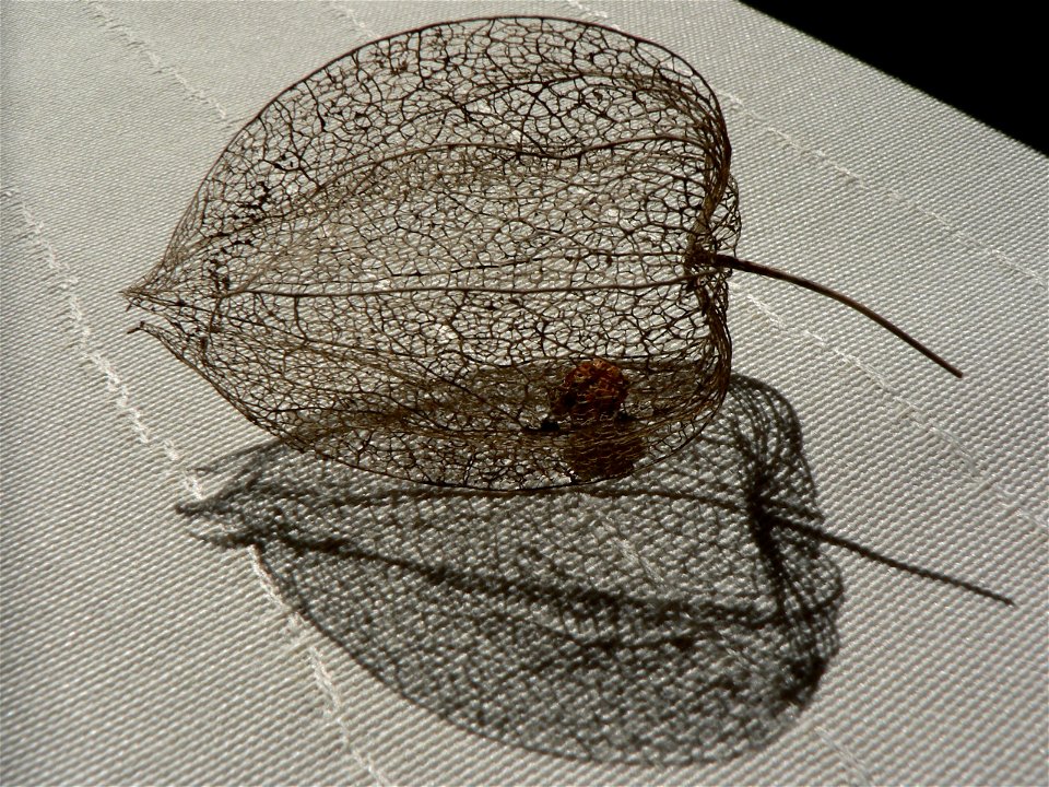 remaining skeleton of Bladder-cherry (Physalis alkekengi)
