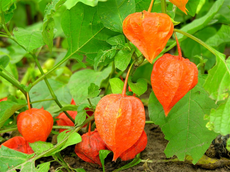 Paprastoji dumplūnė (Physalis alkekengi)
Foto Algirdas, 2005 m. spalio 5 d.